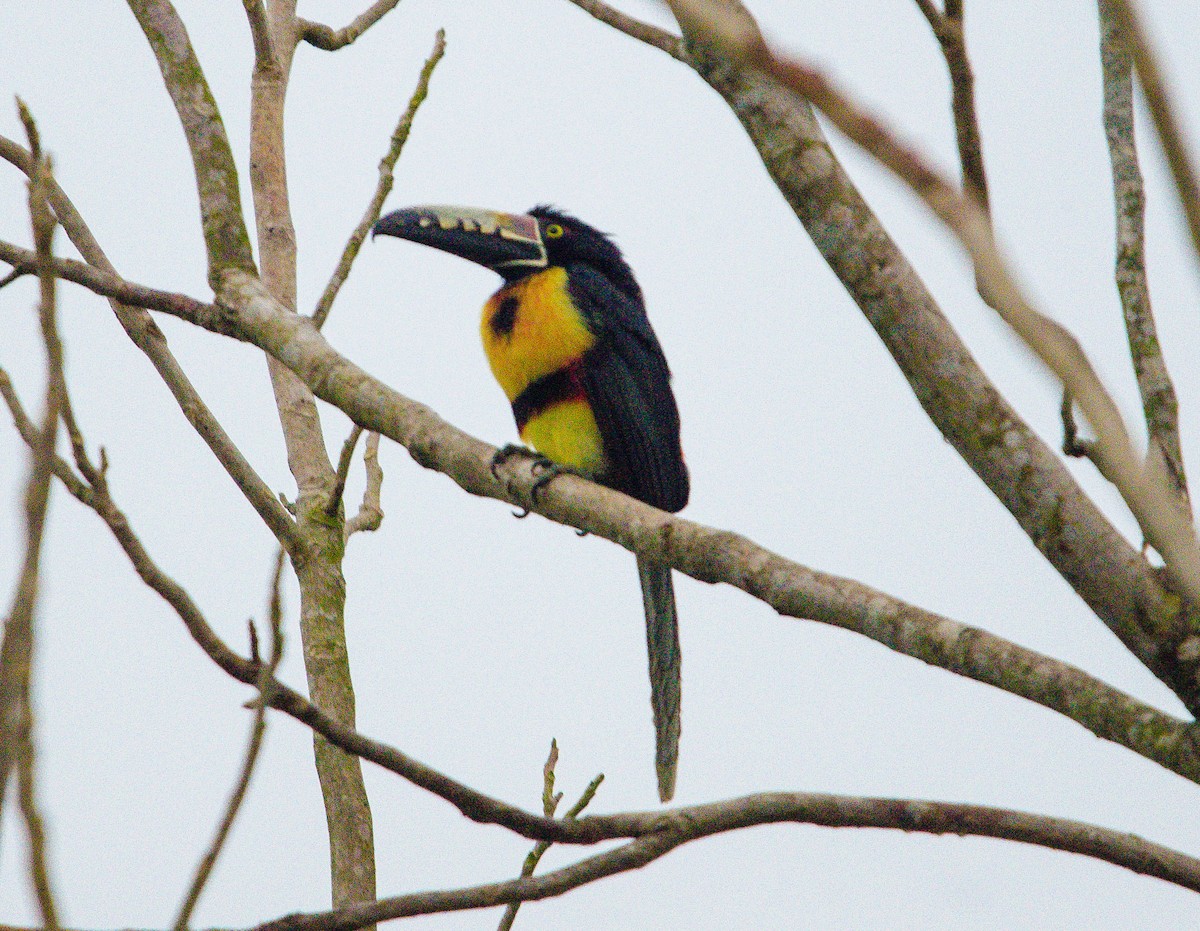 Collared Aracari - ML633808504