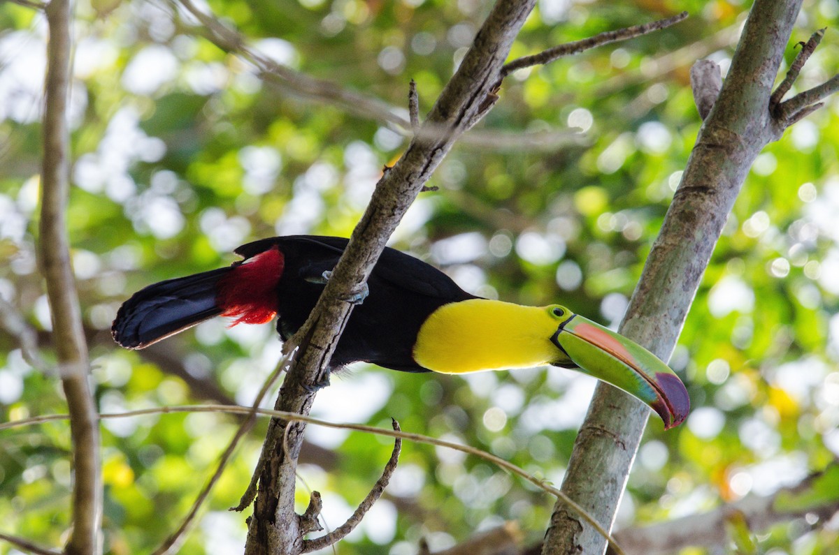 Keel-billed Toucan - ML633808522