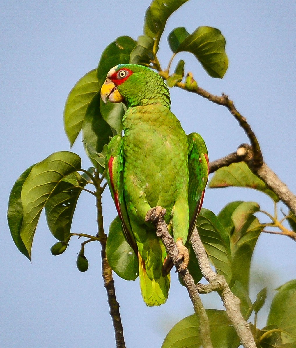 White-fronted Amazon - ML633808542