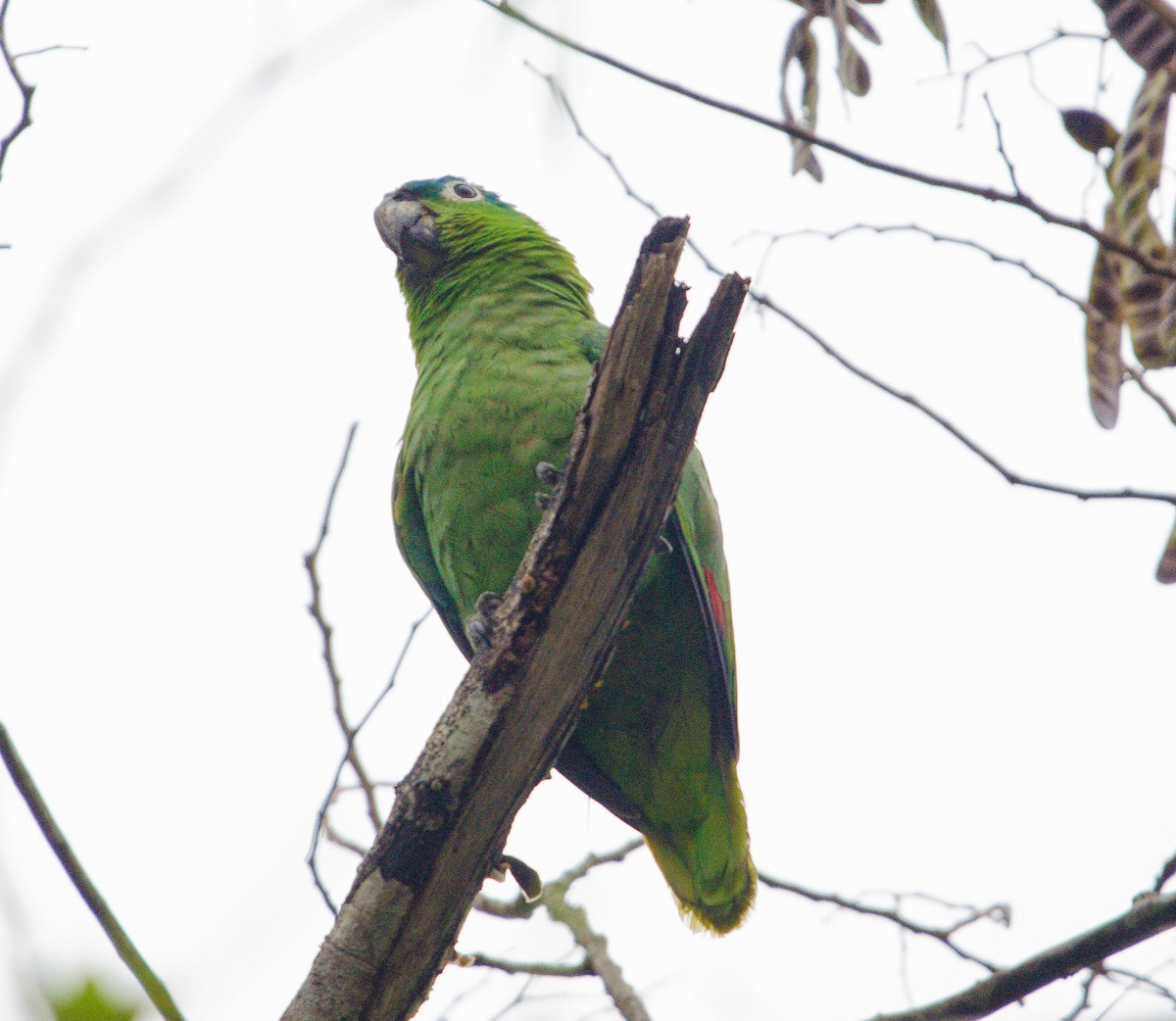 Mealy Amazon - ML633808563