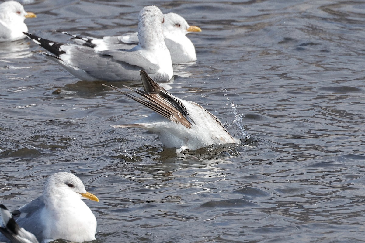 Common Gull (Russian) - ML633808597