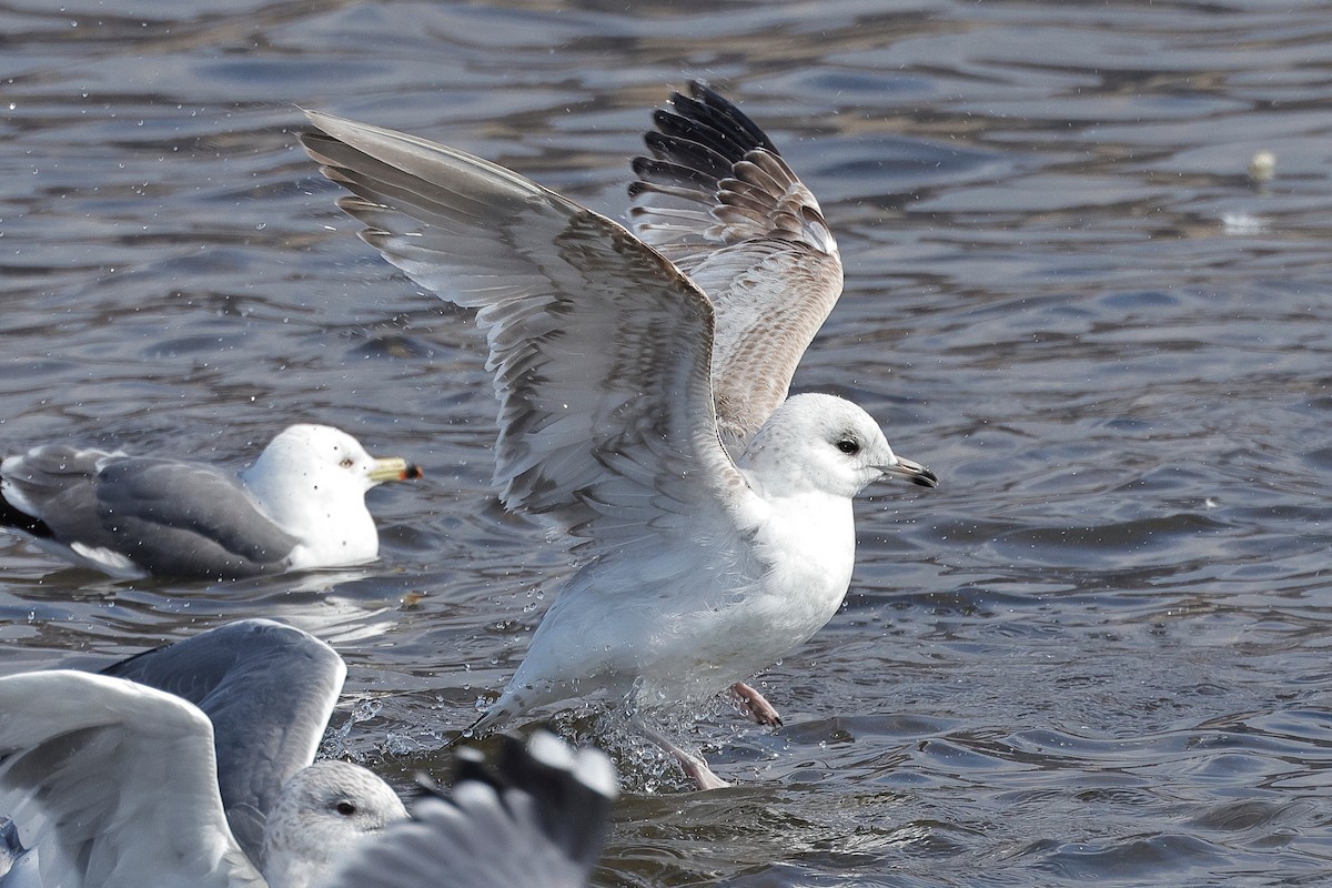 Common Gull (Russian) - ML633808598