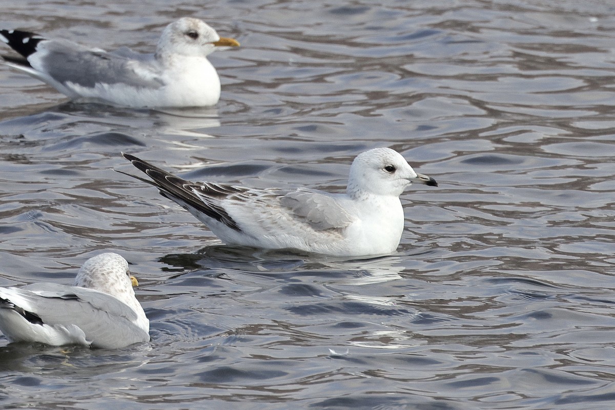 Common Gull (Russian) - ML633808599