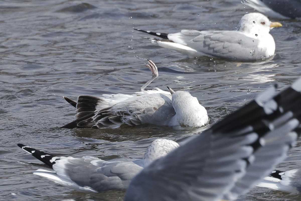 Common Gull (Russian) - ML633808600