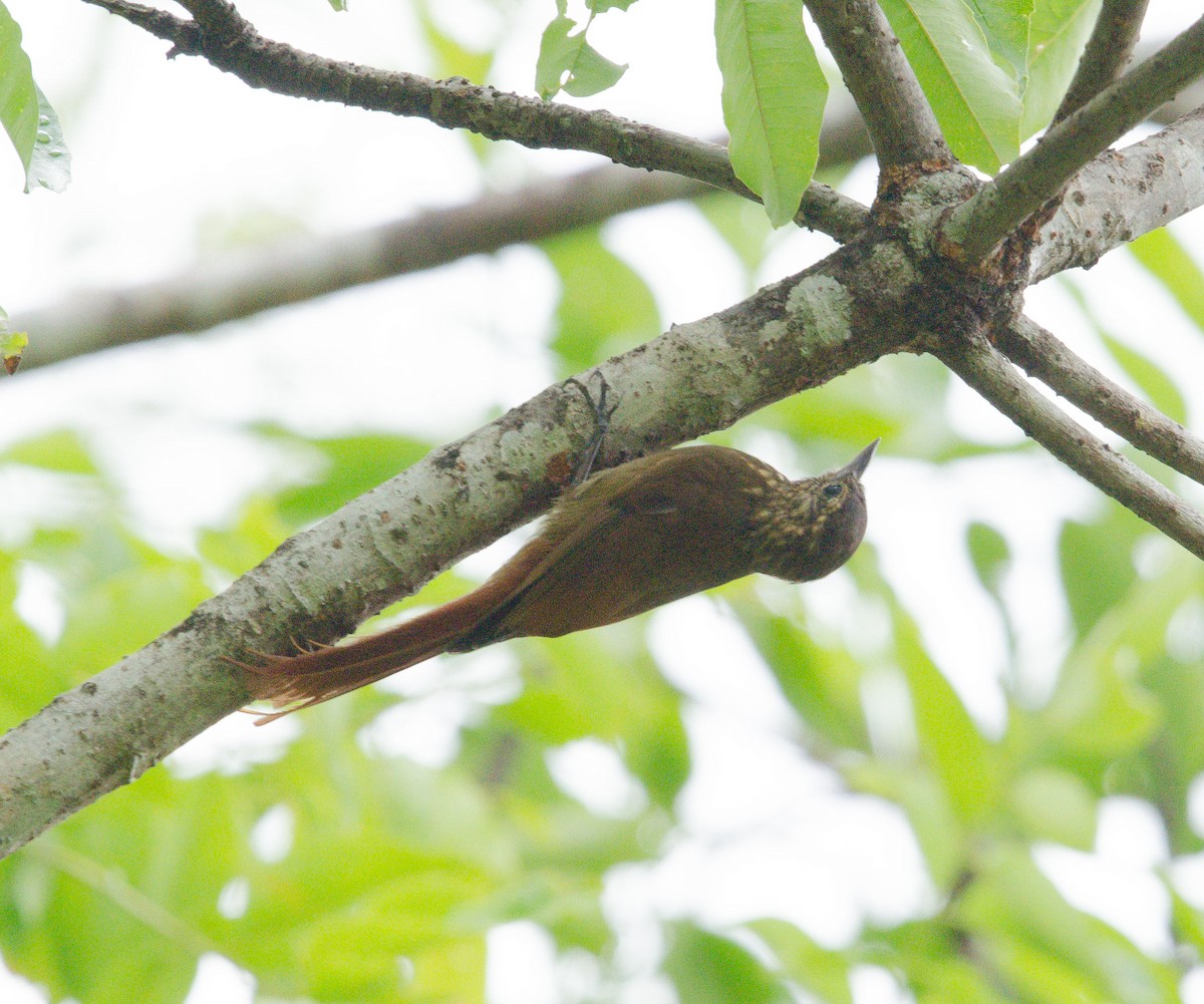 Wedge-billed Woodcreeper - ML633808656