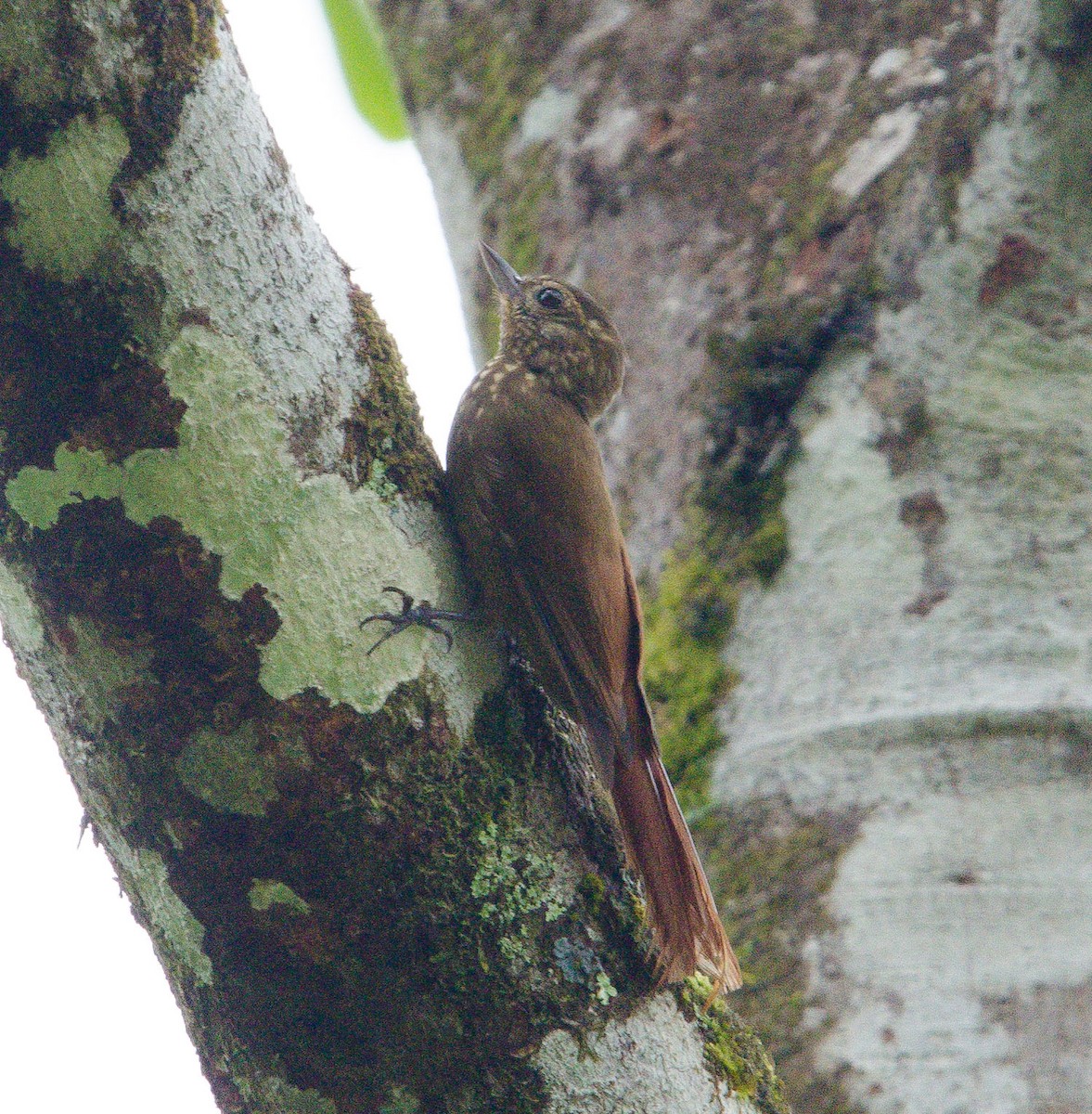 Wedge-billed Woodcreeper - ML633808666