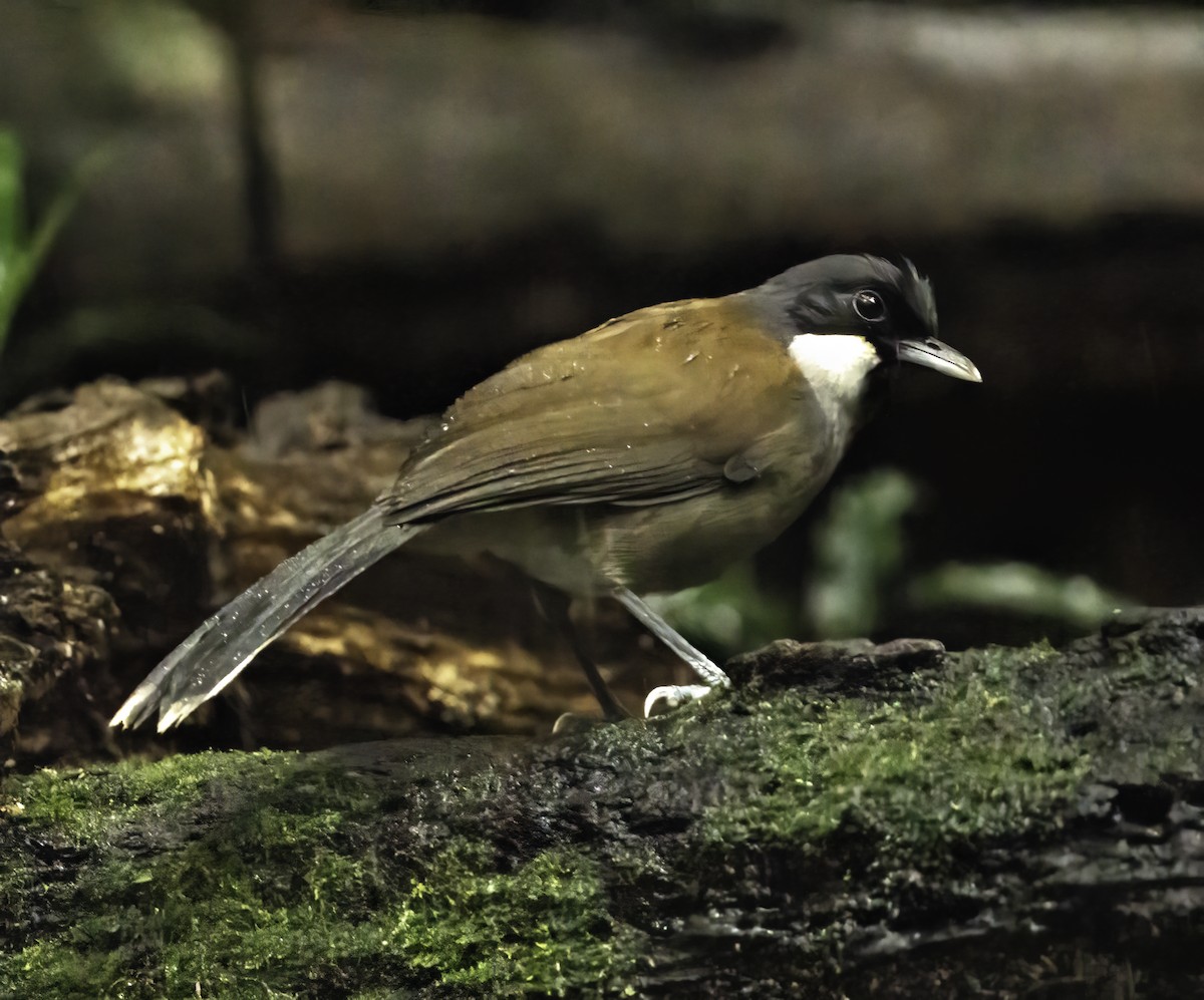 White-cheeked Laughingthrush - ML633808687