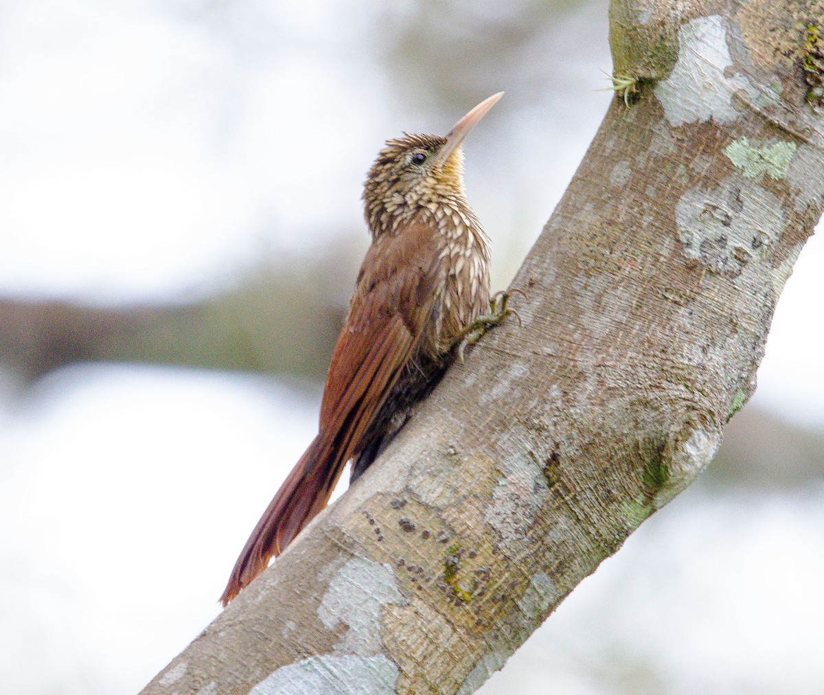Streak-headed Woodcreeper - ML633808711