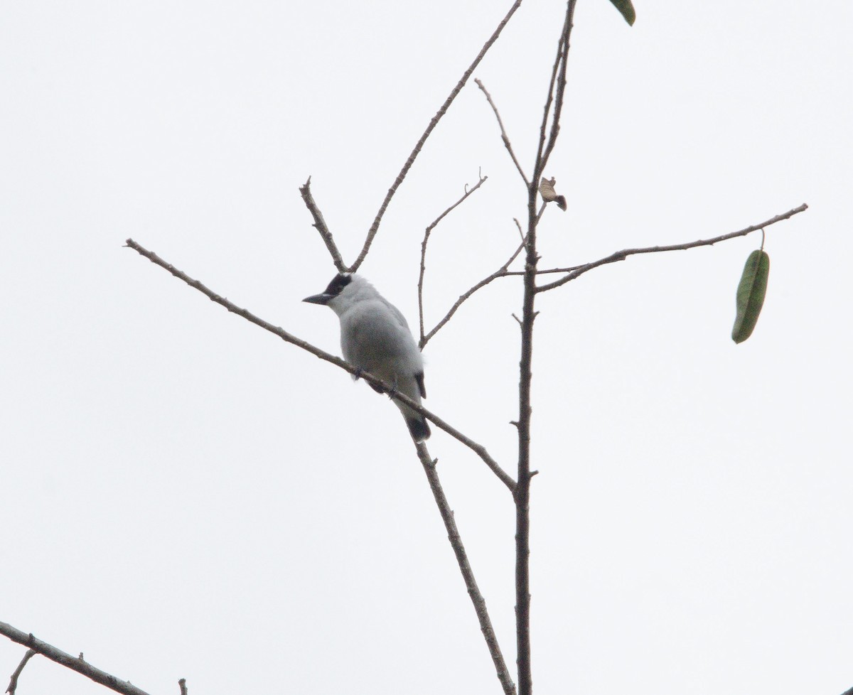 Black-crowned Tityra - ML633808770