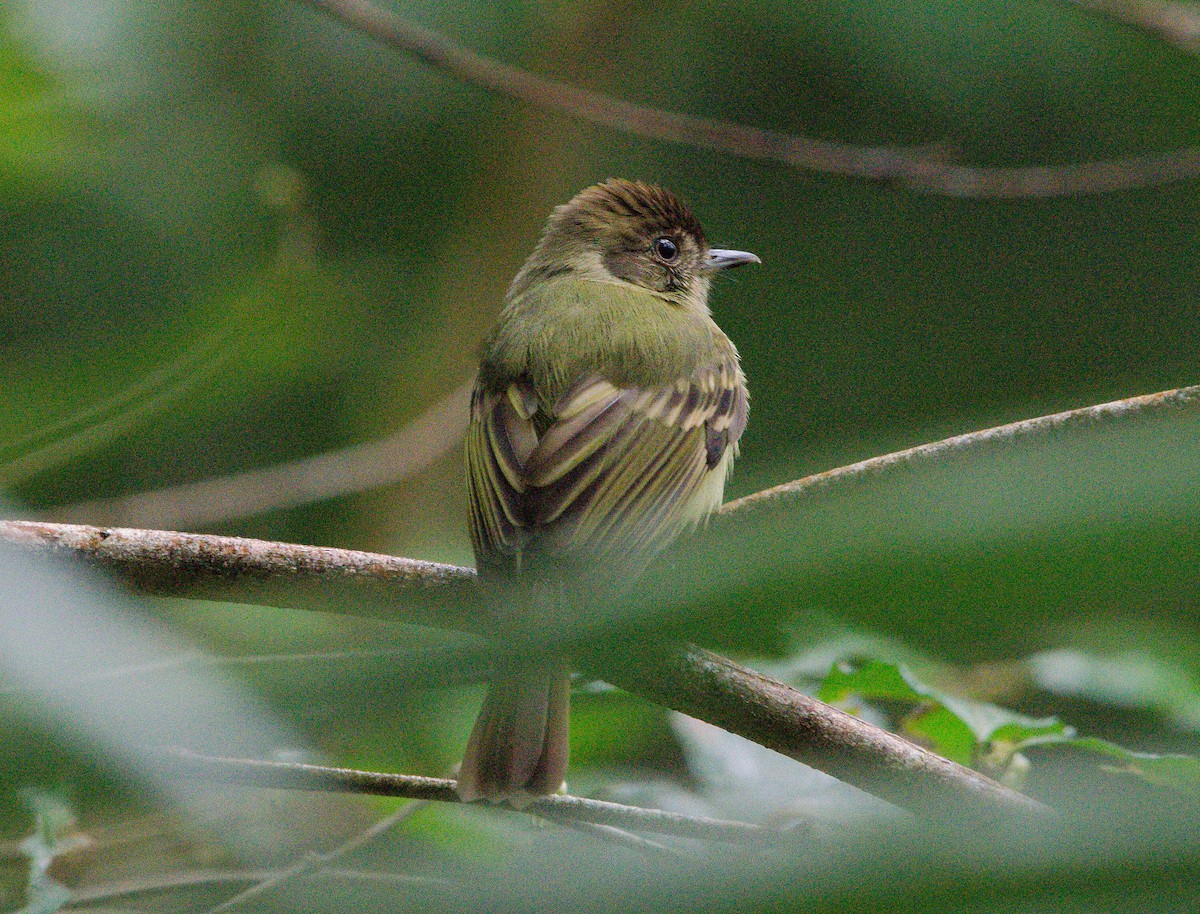 Sepia-capped Flycatcher - ML633808936