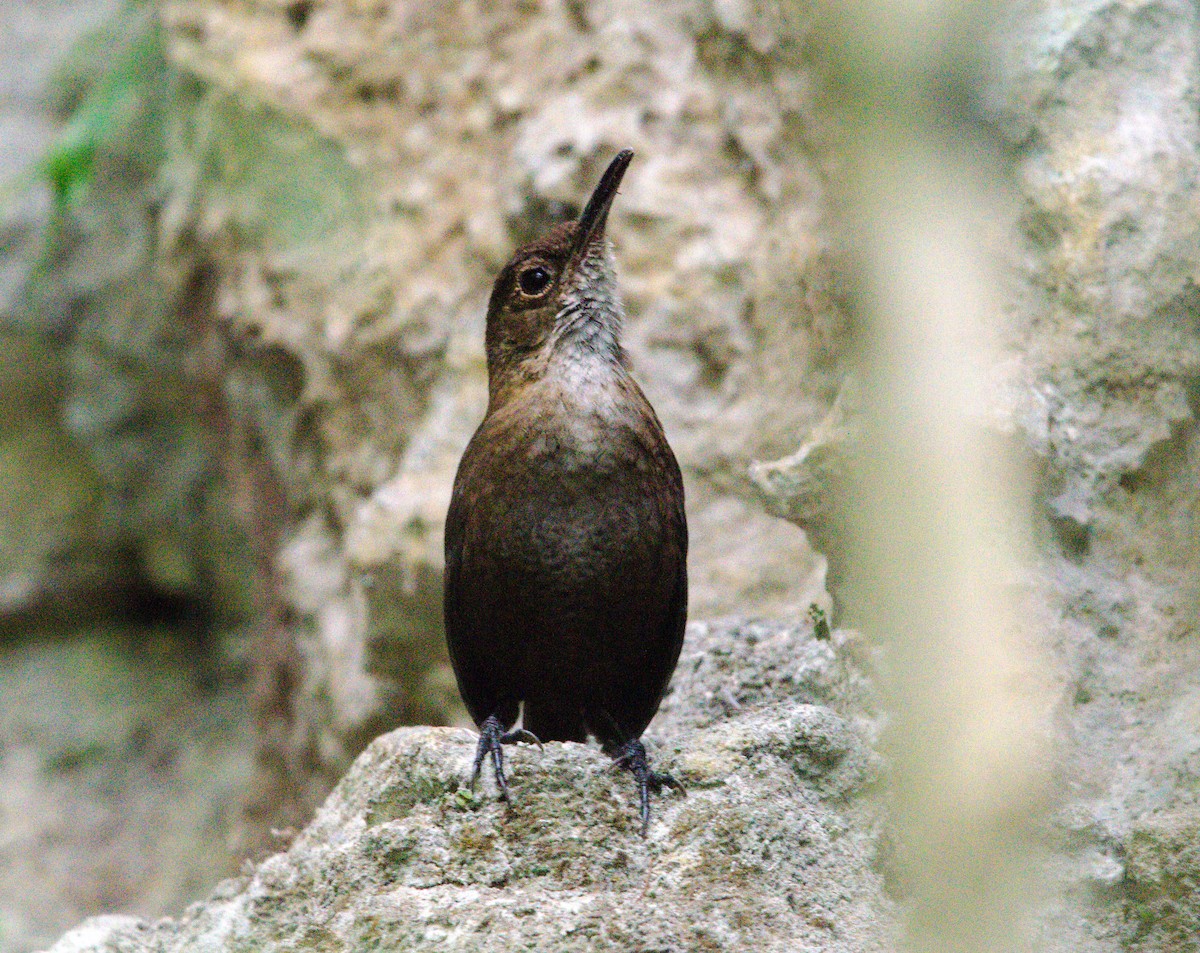 Nava's Wren - ML633808956