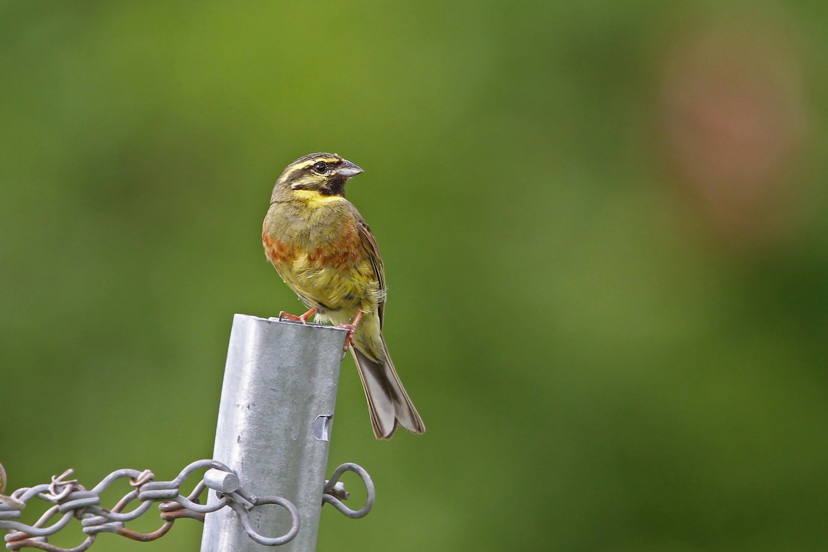 Cirl Bunting - ML63380901