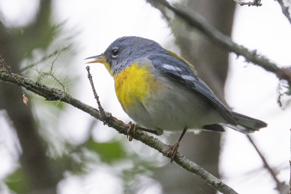Parula Norteña - ML633809077