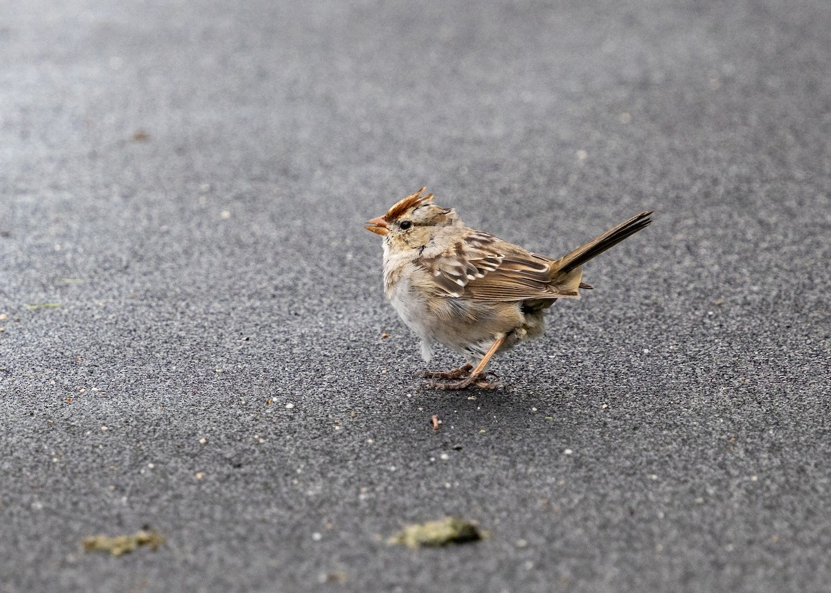 White-crowned Sparrow - ML633809101