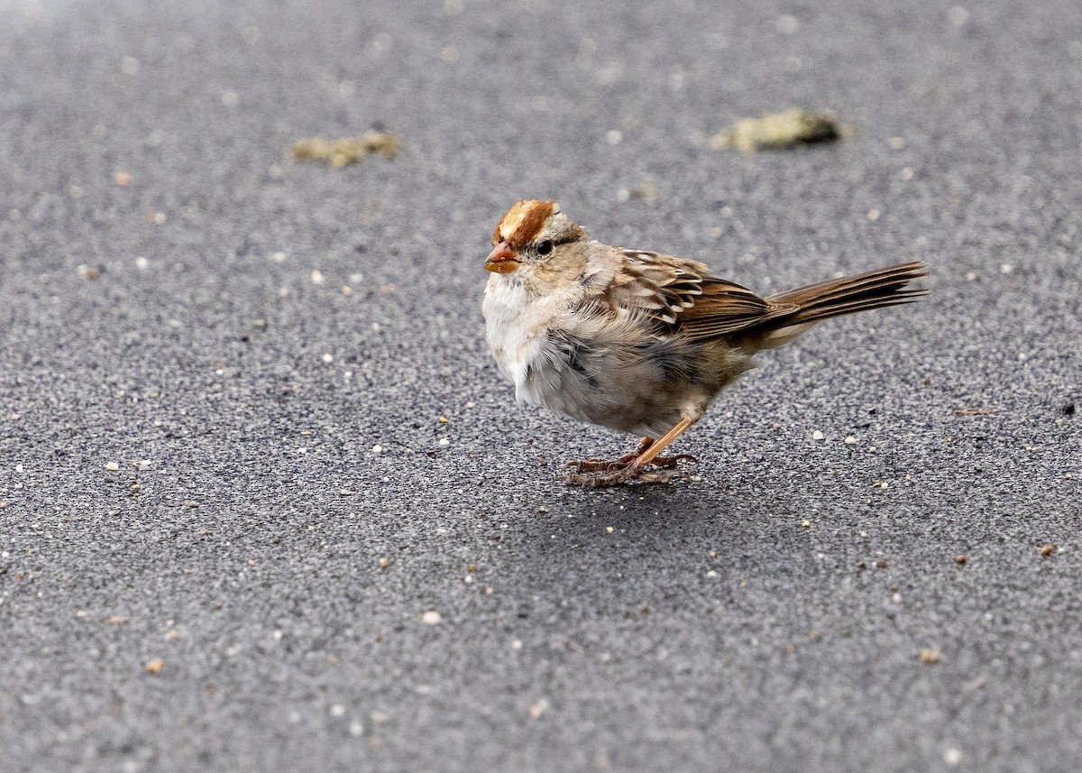 White-crowned Sparrow - ML633809102