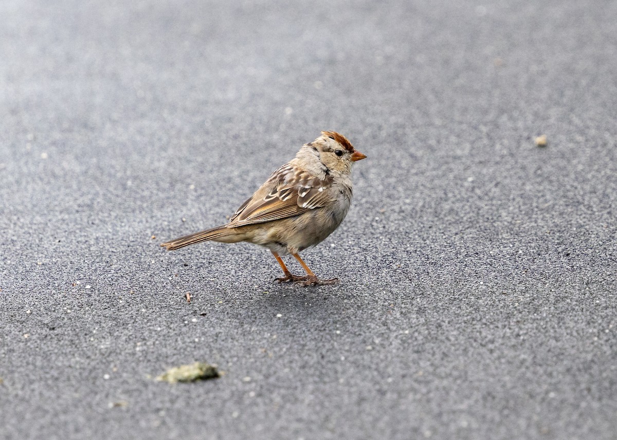 White-crowned Sparrow - ML633809104