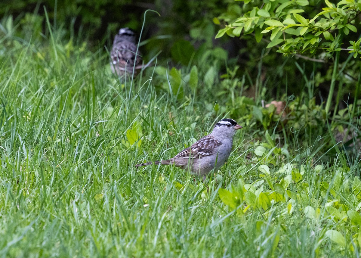 White-crowned Sparrow - ML633809106