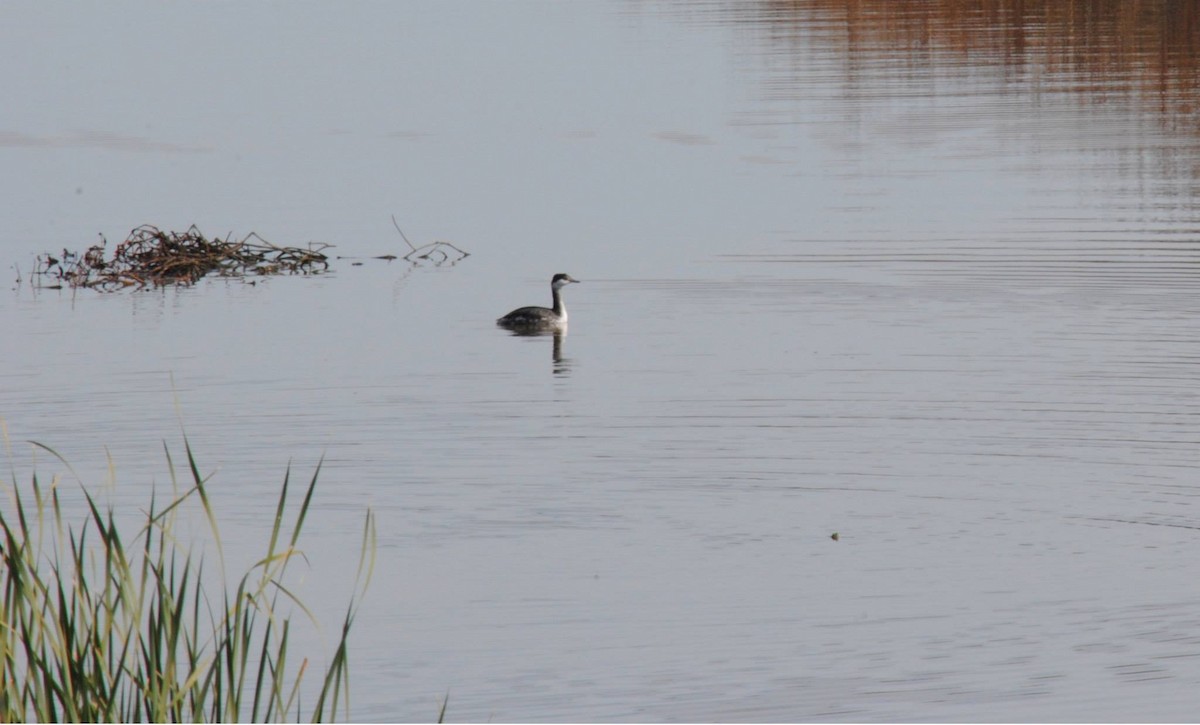 Horned Grebe - ML63380911