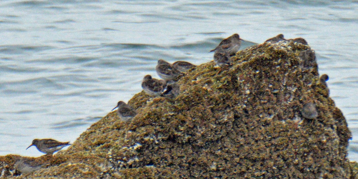 Purple Sandpiper - ML633809192