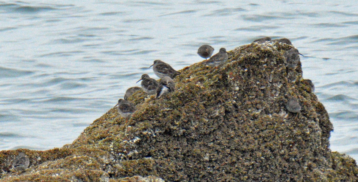 Purple Sandpiper - ML633809193