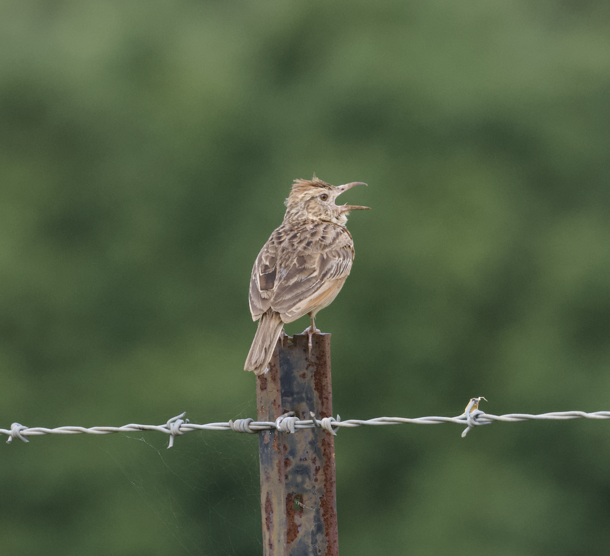 Rufous-naped Lark (Rufous-naped) - ML633809324