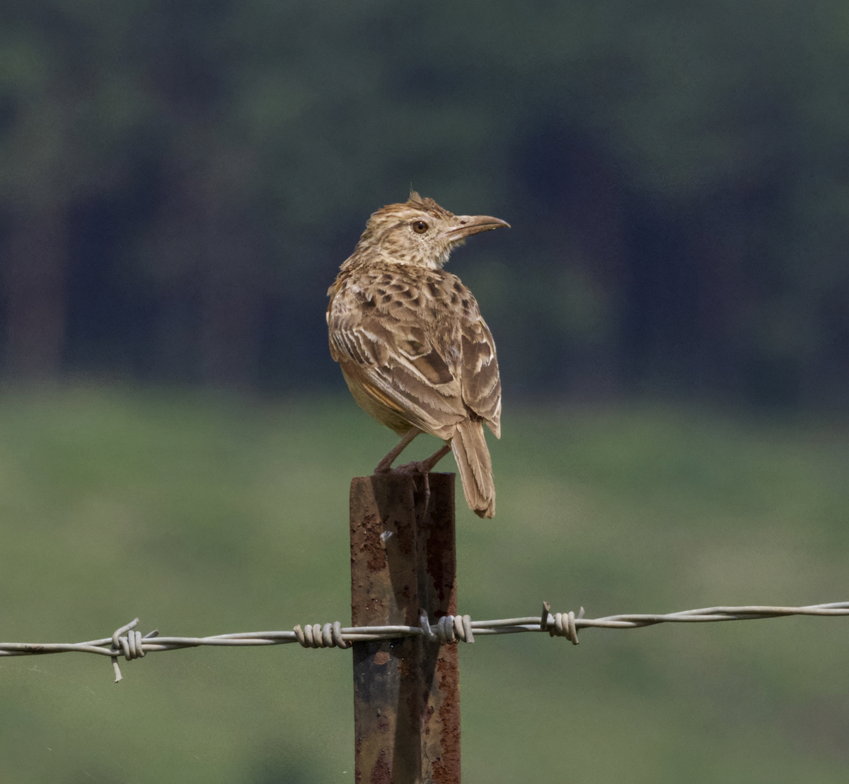 Rufous-naped Lark (Rufous-naped) - ML633809325