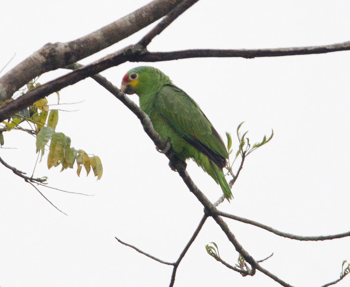Red-lored Amazon - ML633809380