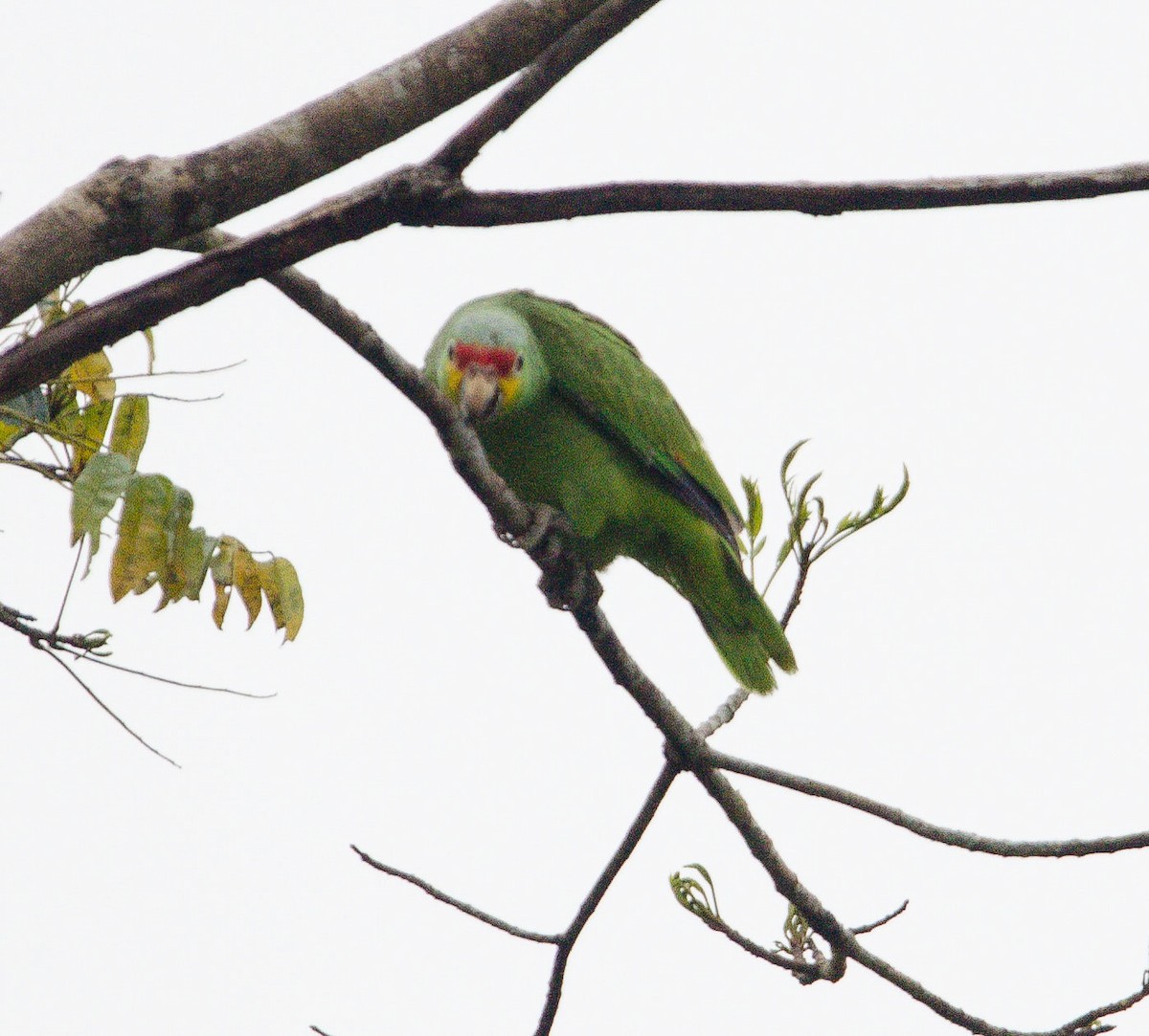 Red-lored Amazon - ML633809384
