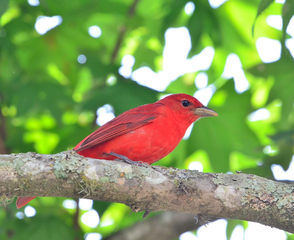 Summer Tanager - ML633809443