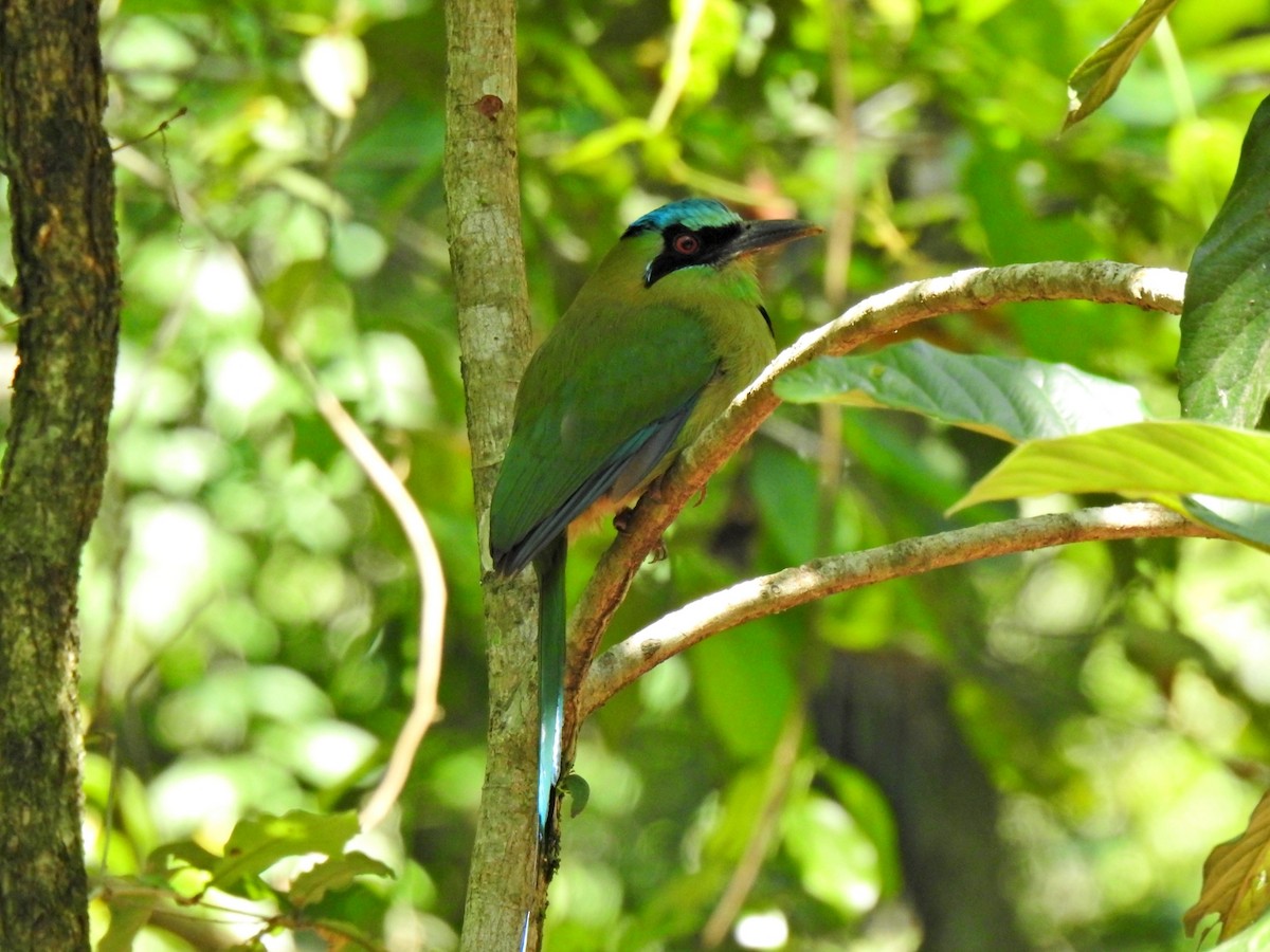 Blue-capped Motmot - ML633809476
