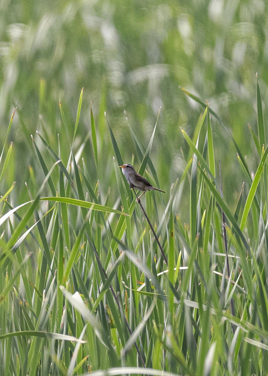 Marsh Wren - ML633809613