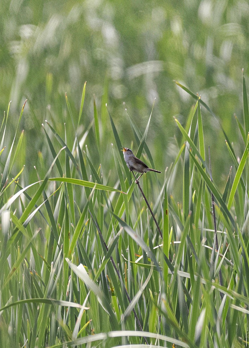Marsh Wren - ML633809614