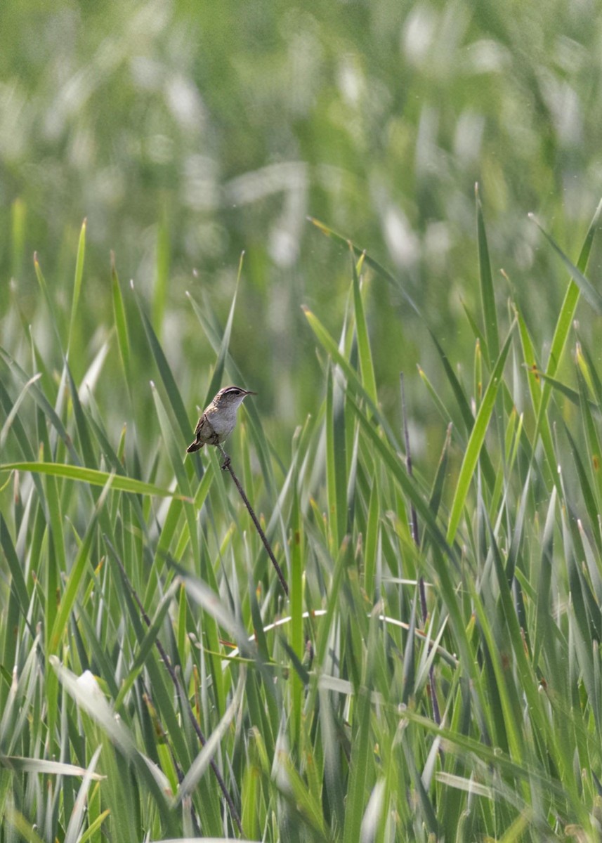 Marsh Wren - ML633809615
