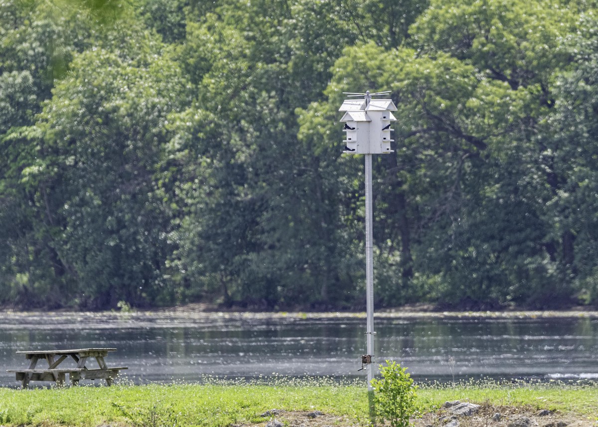 Purple Martin - ML633809683