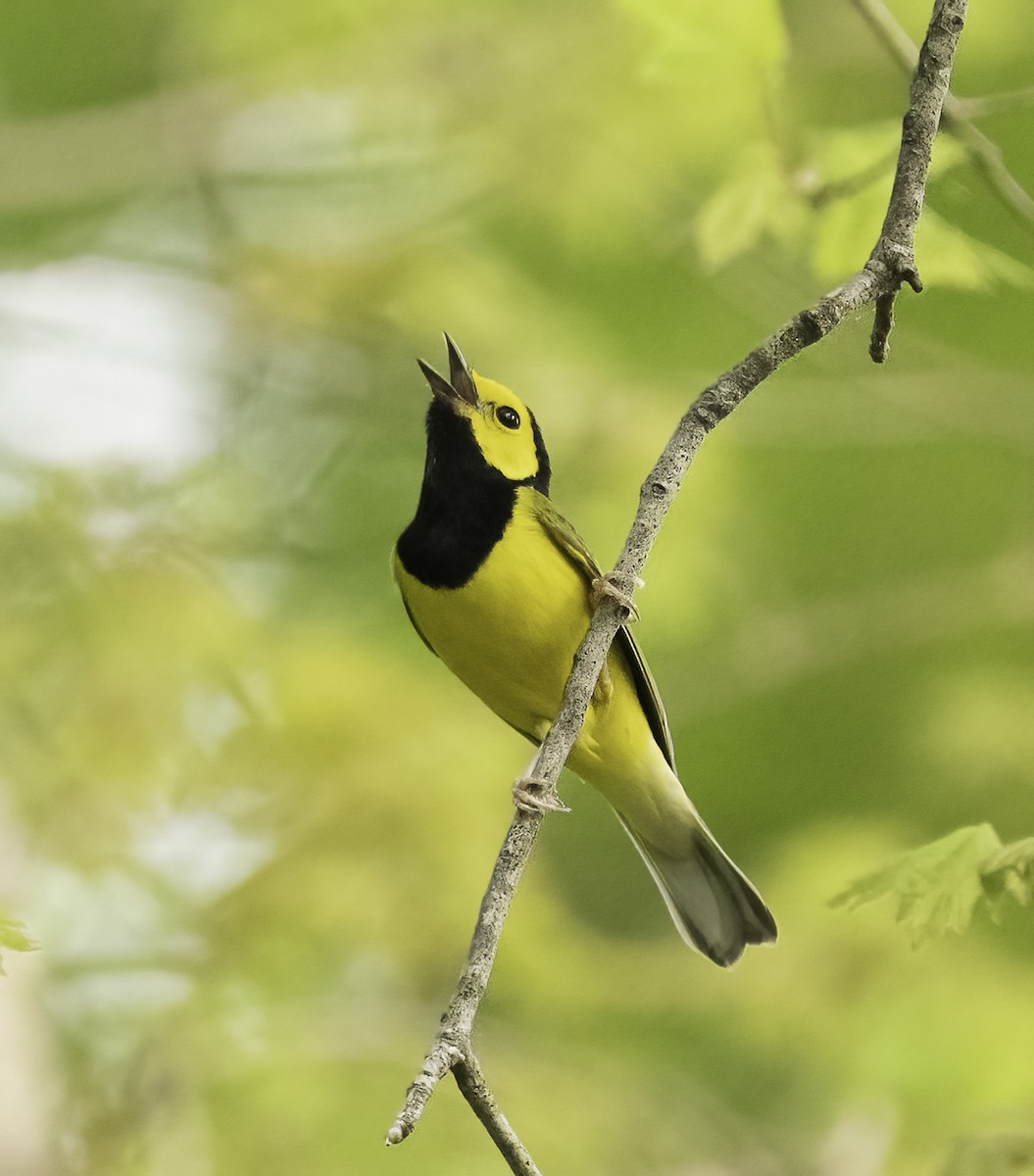 Hooded Warbler - ML633809701