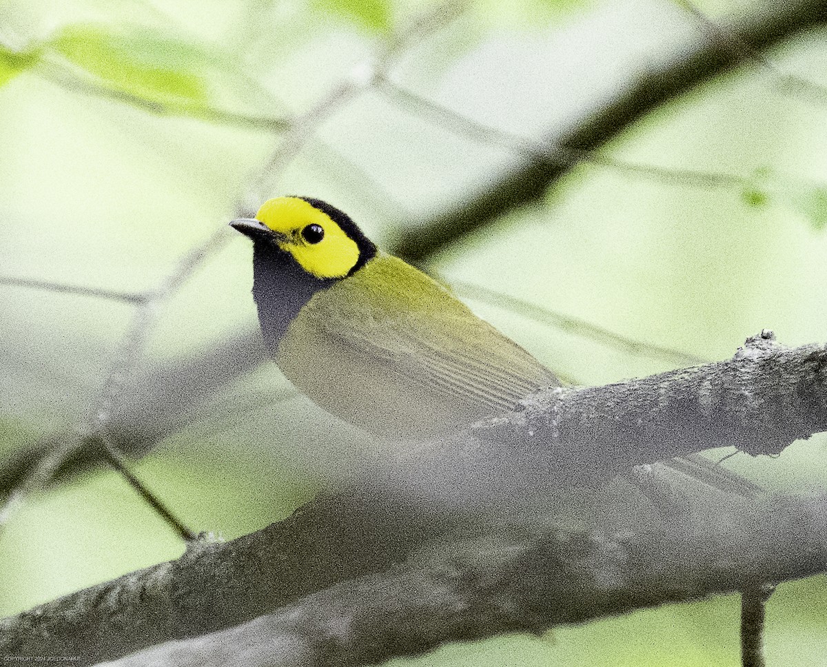 Hooded Warbler - ML633809702