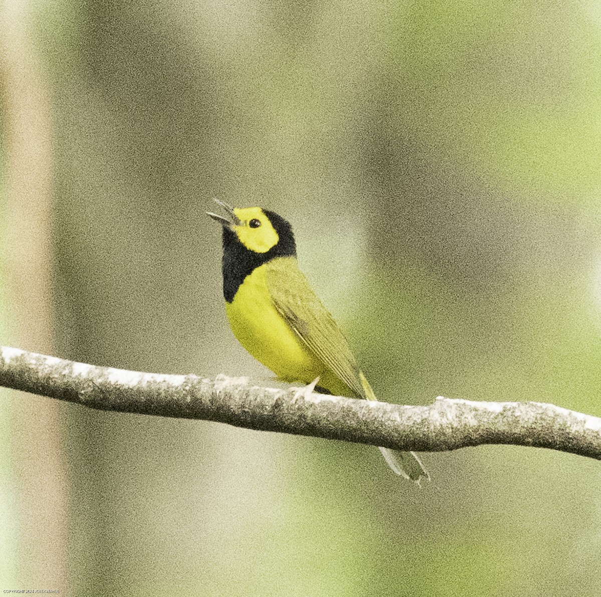 Hooded Warbler - ML633809703