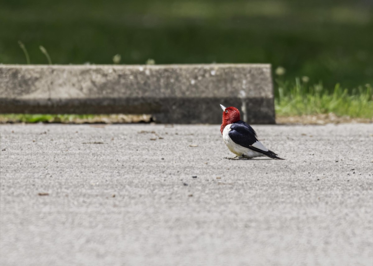 Red-headed Woodpecker - ML633809704