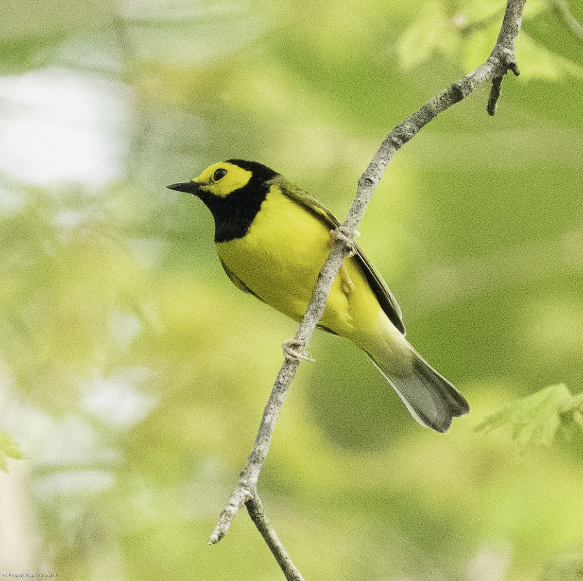 Hooded Warbler - ML633809707