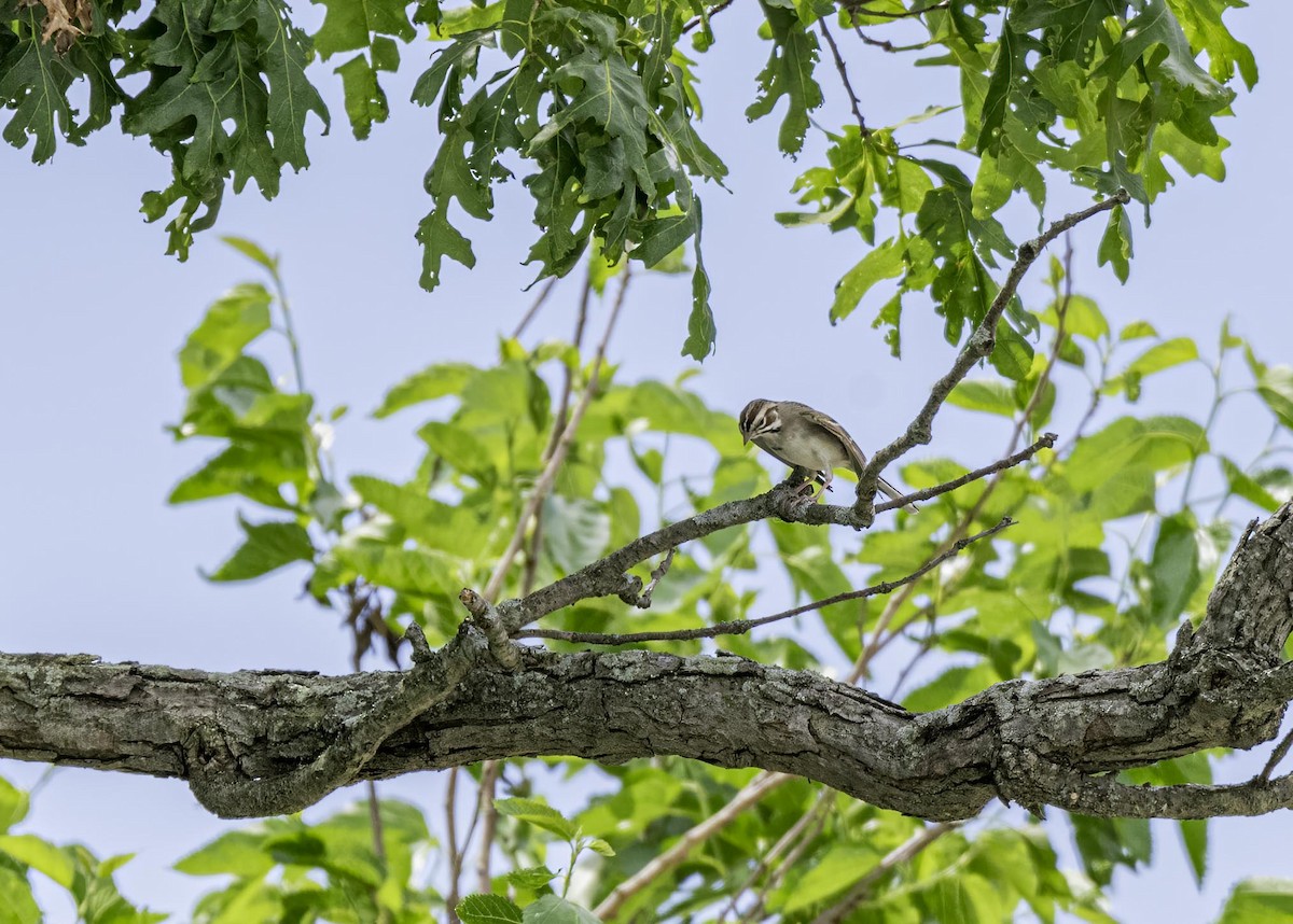 Lark Sparrow - ML633809719