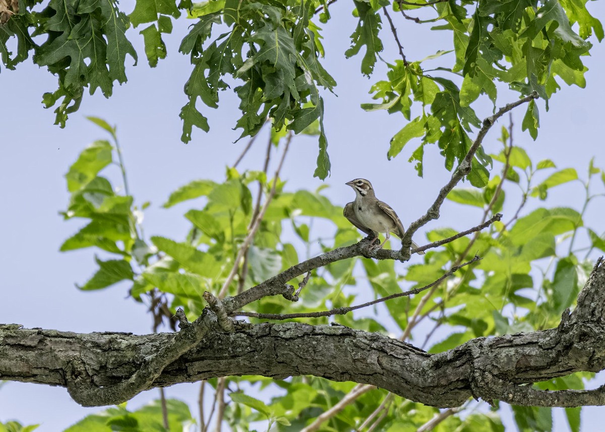 Lark Sparrow - ML633809720