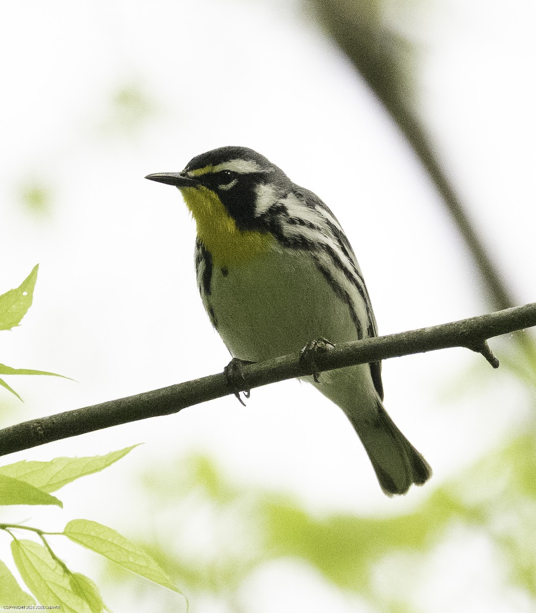 Yellow-throated Warbler - ML633809729