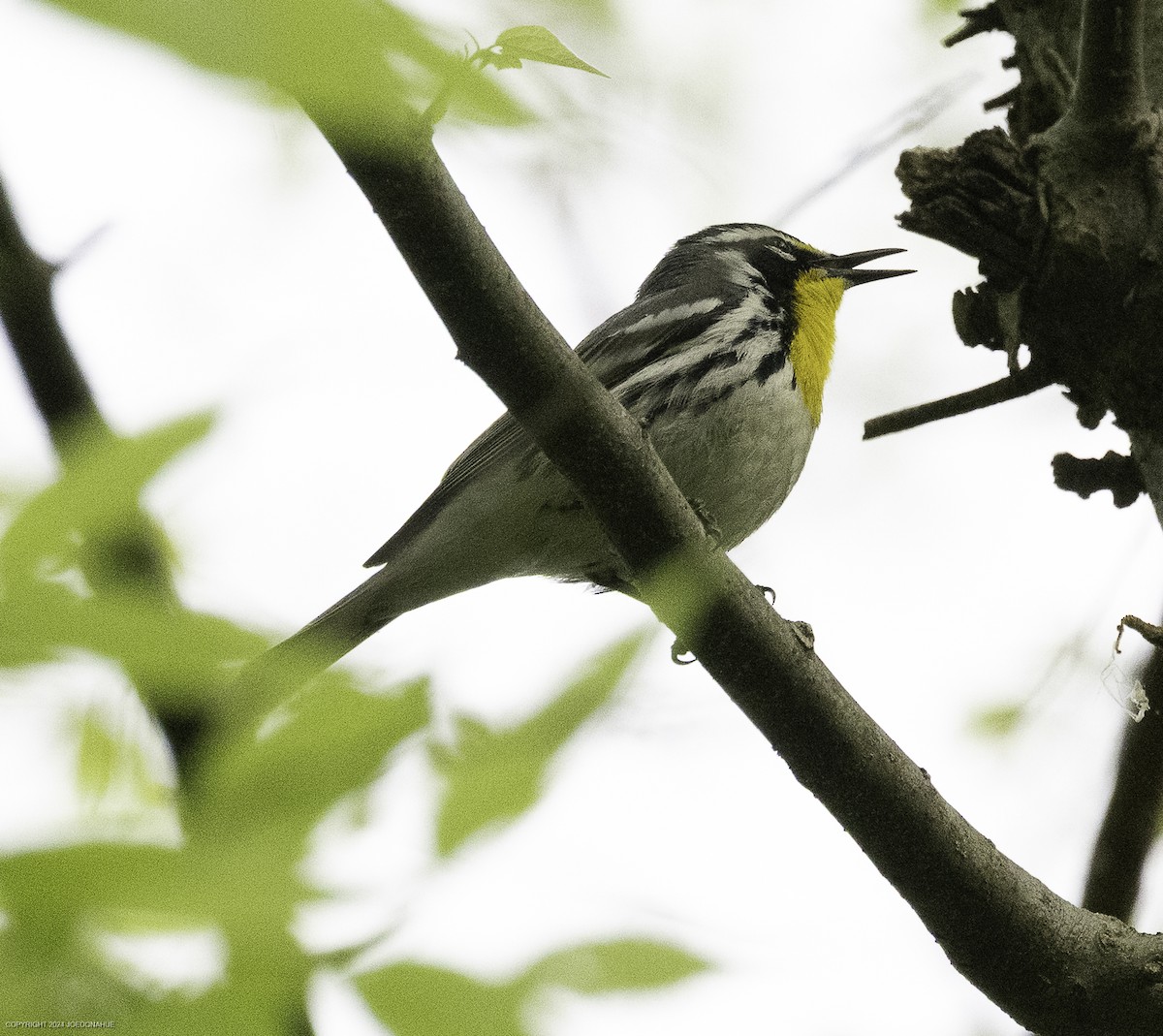 Yellow-throated Warbler - ML633809730