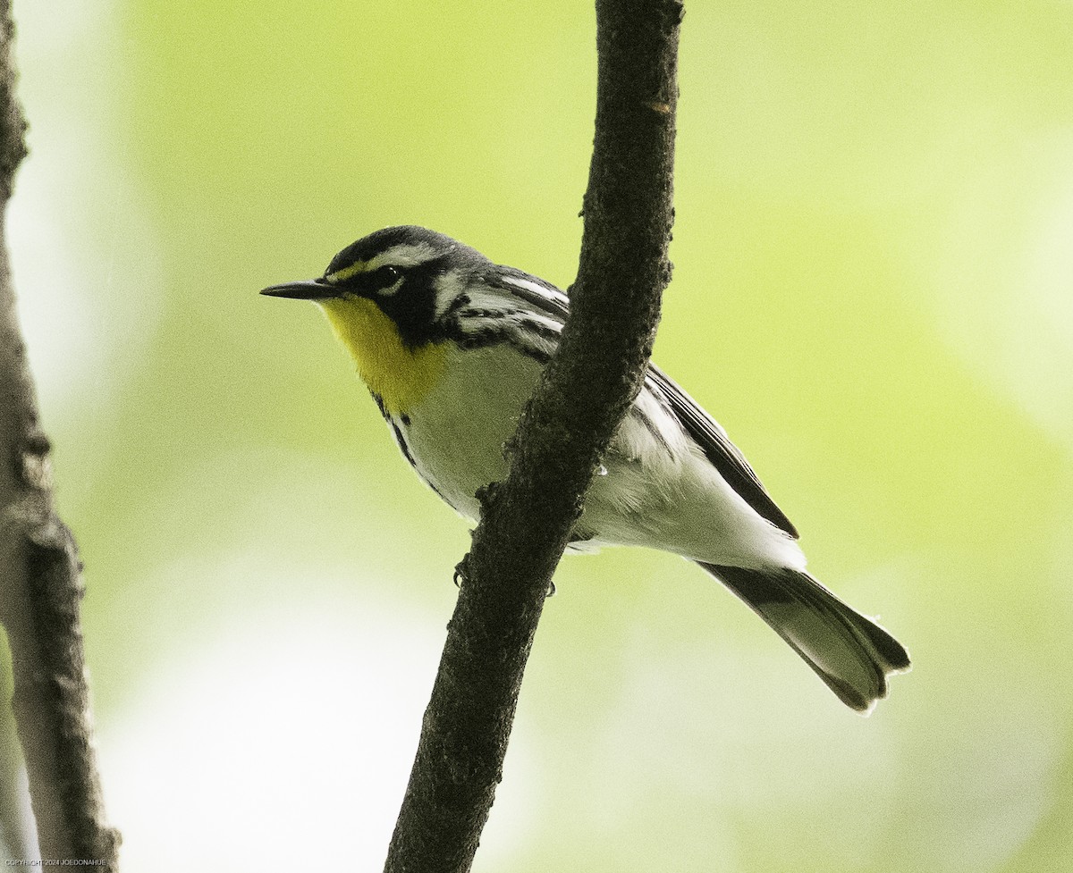 Yellow-throated Warbler - ML633809731