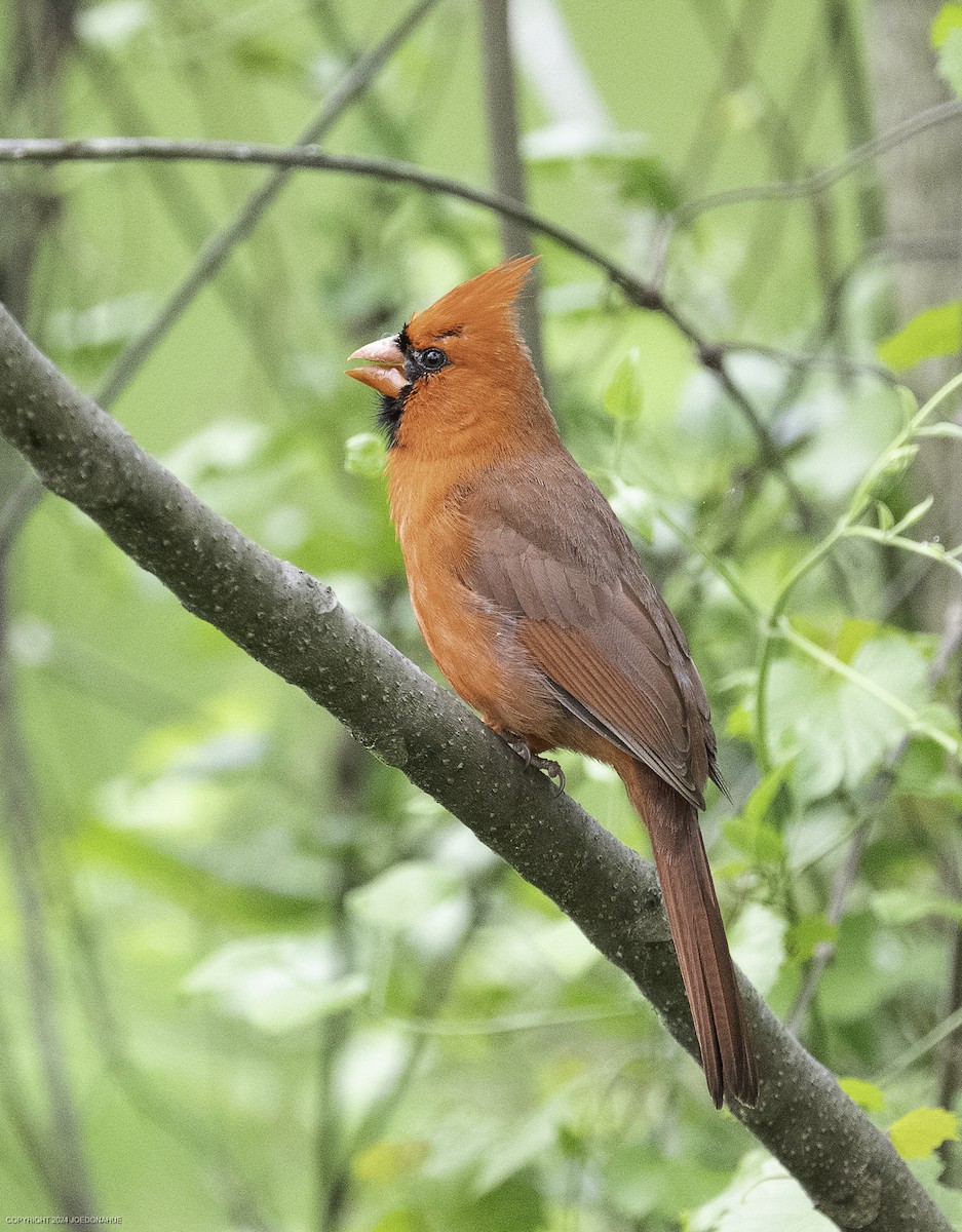 Northern Cardinal - ML633809736