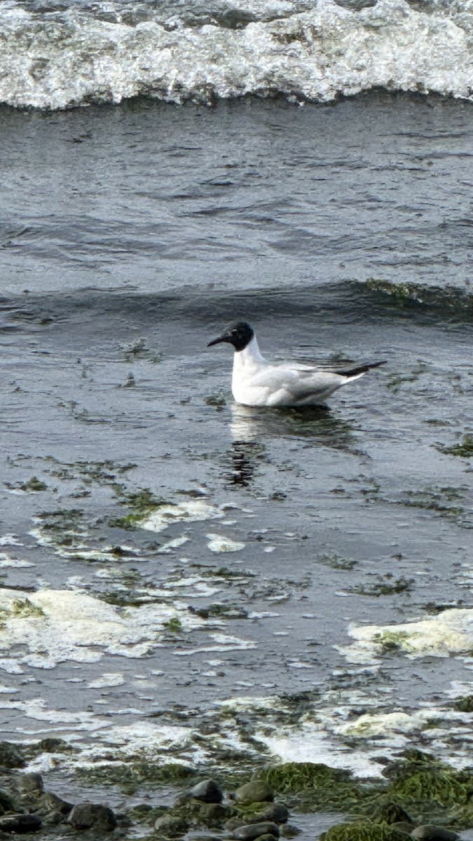 Bonaparte's Gull - ML633809766