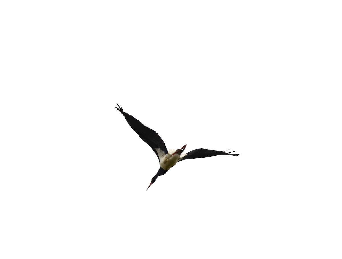 黑鸛 - ML633809820