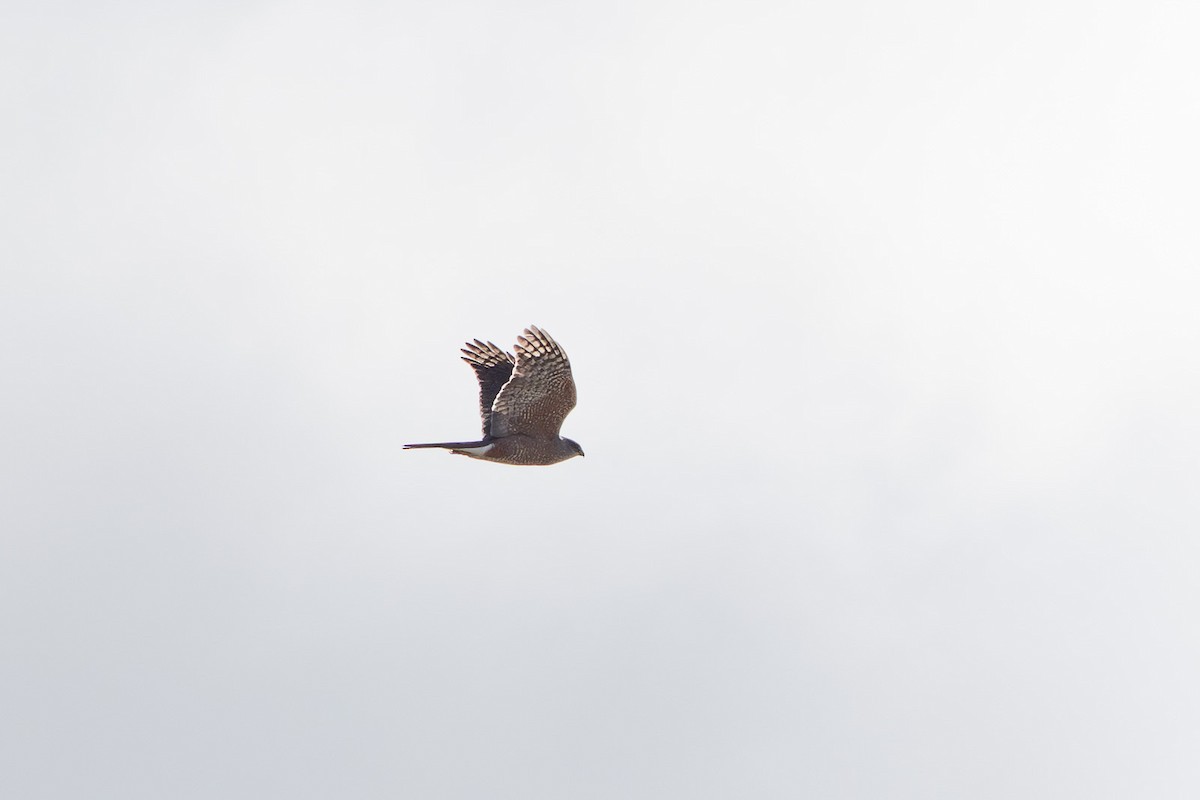 Cooper's Hawk - ML633809994