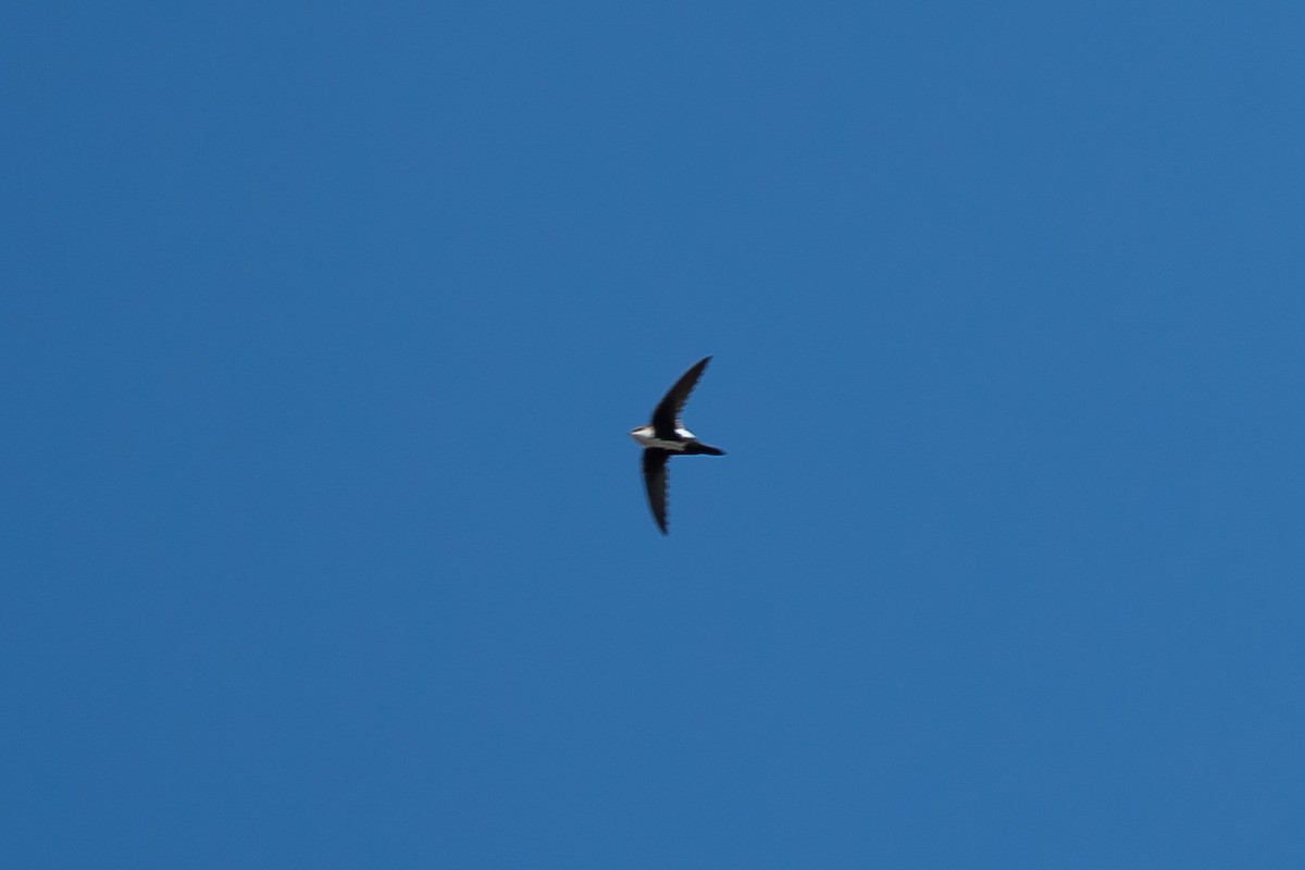 White-throated Swift - ML633810013