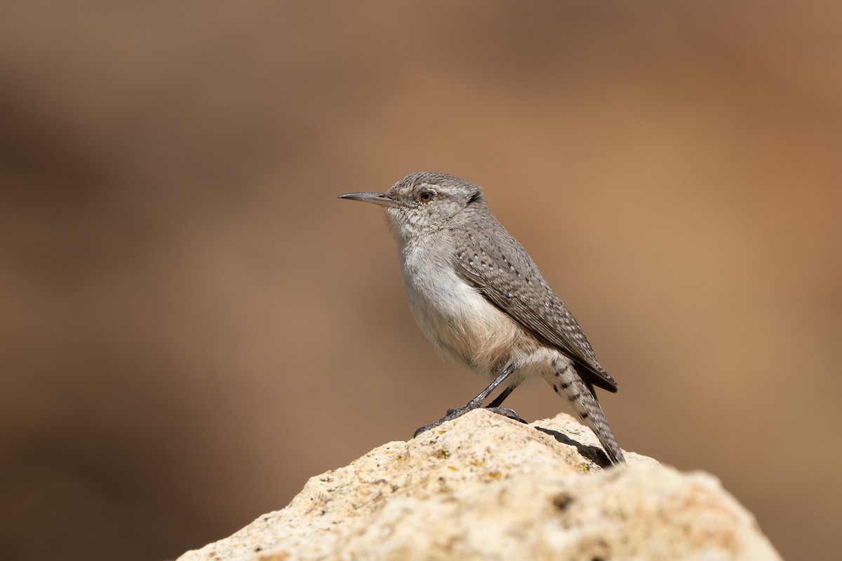 Rock Wren - ML633810036